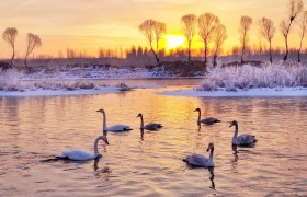 朝阳北票第三届天鹅节拉开序幕
