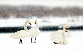 朝阳北票第三届天鹅节拉开序幕