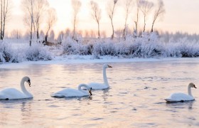 朝阳北票第三届天鹅节拉开序幕