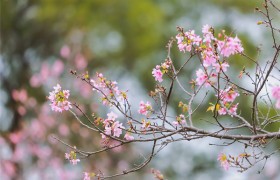 广迎天下客   共享世间春 2025第三届广州南沙樱花节正式开幕