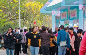 广迎天下客   共享世间春 2025第三届广州南沙樱花节正式开幕